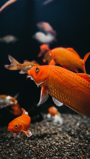 оранжевые рыбы разных размеров, вид сбоку, крупный план