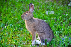 Серый заяц сидит на траве, вид сбоку 