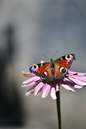 пестрая бабочка на розовом цветке 