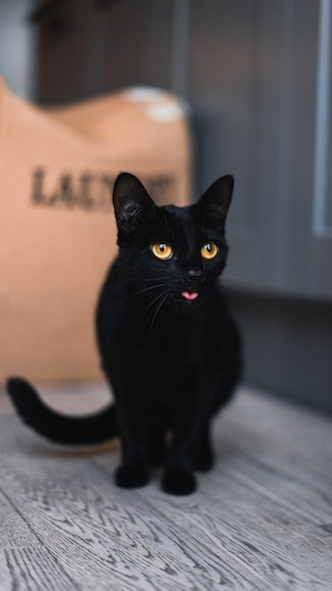 Черный кот сидит, высунув язык 