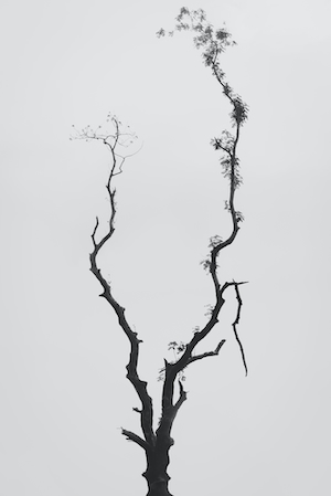 Черно-белая фотография дерева в минималистичном стиле 