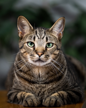 Полосатый кот с зелеными глазами, крупный план 
