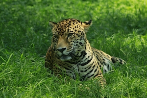 леопард в траве 