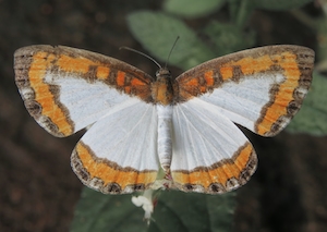 бабочка с раскрытыми крыльями, крупный план 