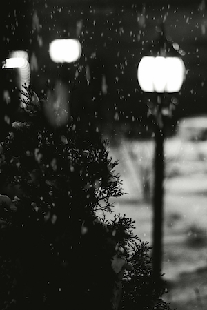 черно-бела фотография туи и уличных фонарей 