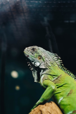 зеленая рептилия, фото в профиль, крупный план 