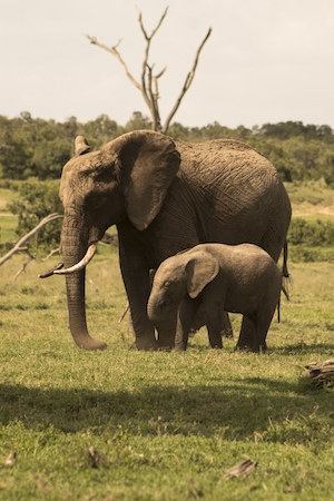 слониха и слоненок на поле 