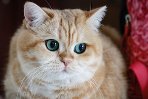рыжий кот с голубыми глазами, крупный план 