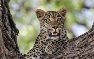Молодой леопард на дереве