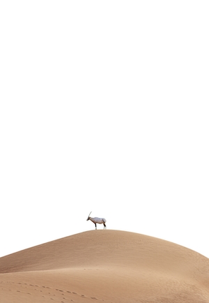 Пустыня, козел на бархане 