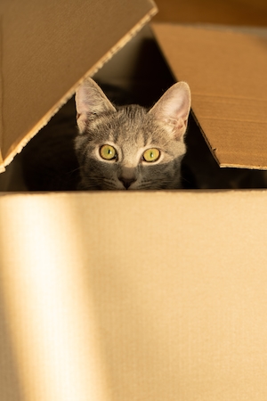 серый котенок, выглядывающий из коробки с большими зелеными глазами