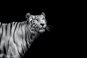 черно-белое фото тигра, смотрящего вверх 