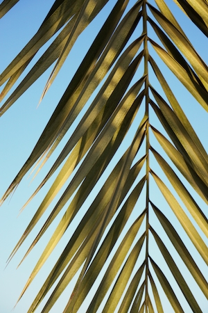 Лист финиковой пальмы, крупный план 