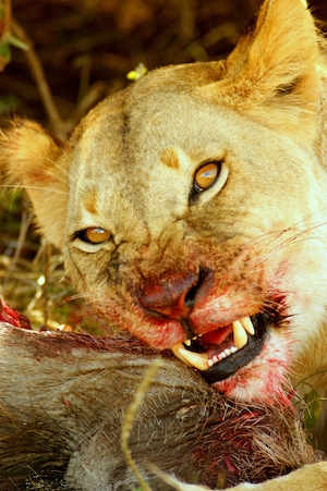Африканский лев, поедающий бородавочника