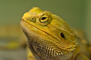 Профиль зеленой рептилии, крупный план 