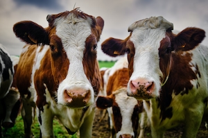 коричнево-белые пятнистые коровы смотрят в кадр, крупный план 