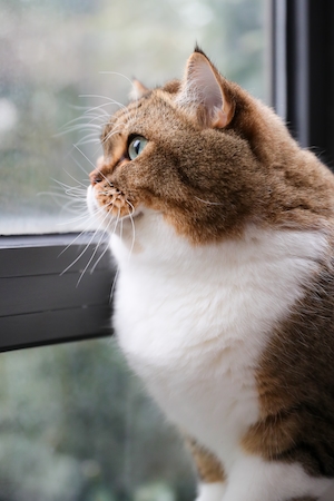 рыже-белый кот смотрит в окно, крупный план 
