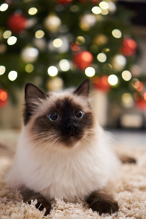 Портрет кошки на фоне рождественскго дерева 