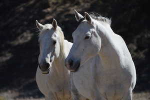 два белых коня, крупный план 
