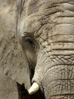 крупный план головы слона, левая сторона, глаз 