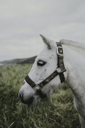 профиль белой запряженной лошади 