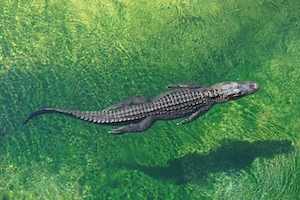 крокодил плывет по прозрачной воде 
