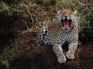 Танзанийский леопард зевает, крупный план 