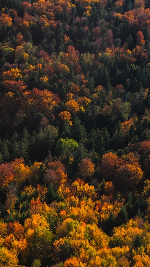 Красочный лесной узор с неба осенью 