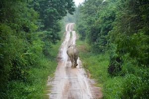 Слон идет по тропе в окружении лесов 