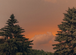 еловые деревья на фоне закатного неба с облаком 