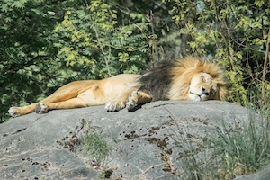 лев спит на камне 