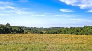 летняя панорама поля с лесом на горизонте 