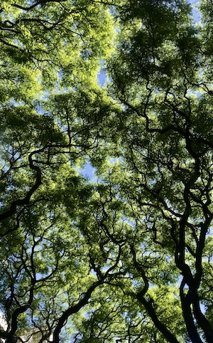 Небо, полное деревьев, фото крон деревьев снизу 
