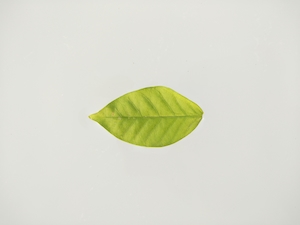 Текстура зеленого листа, фото зеленого растения крупным планом, зеленый лист 