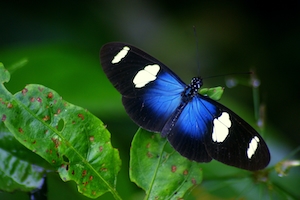 черно-голубая бабочка сидит на листе 