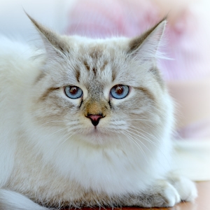 Кошка дымчатая с голубыми глазами 