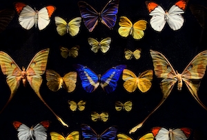 Бабочки и мотыльки
