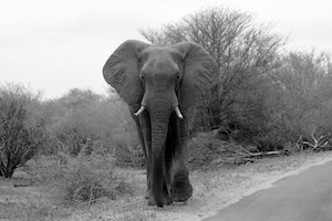 черно-белая фотография слона в полный рост 