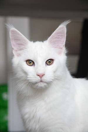 портрет белого кота, крупный план 