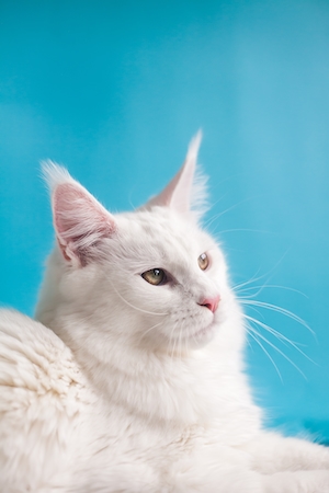 Белая кошка с кисточками на ушах на голубом фоне 