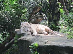 белый тигр отдыхает на скале 