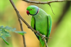 зеленый попугай, крупный план 