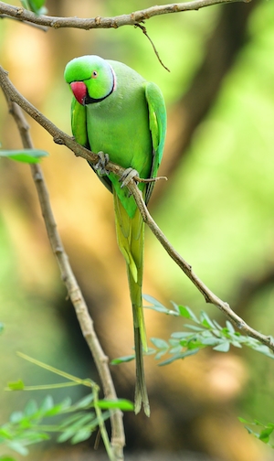 зеленый попугай на ветке, крупный план 