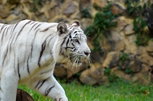 Красивый белый тигр в зоопарке