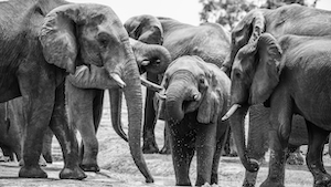 Стадо слонов, черно-белое фото 