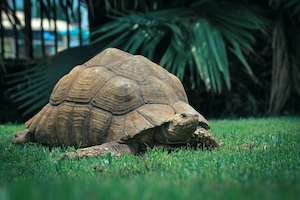 большая черепаха лежит на траве 