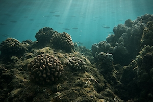 Кораллы (pocillopora и porites) в заливе Хоналуа на северном побережье Мауи, тусклые кораллы, коралловые рифы 
