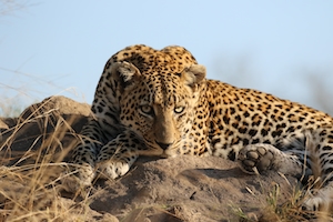 леопард отдыхает на камне 