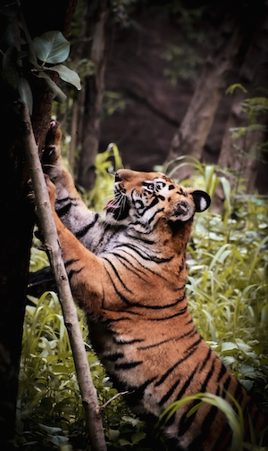 Любопытный тигр взбирается на дерево