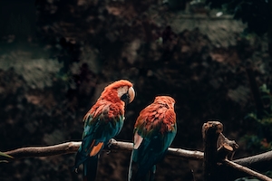 два попугая на ветке 
